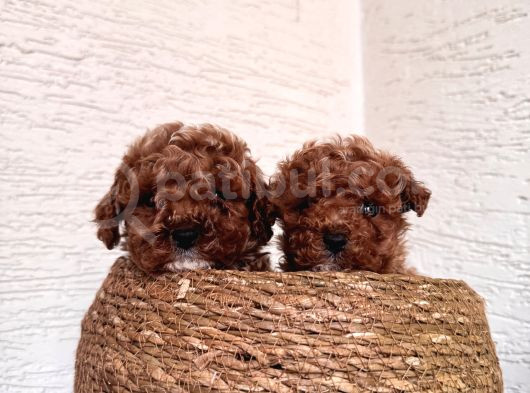 Toy Poodle Bebeklerim görsel