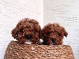 Toy poodle bebeklerim