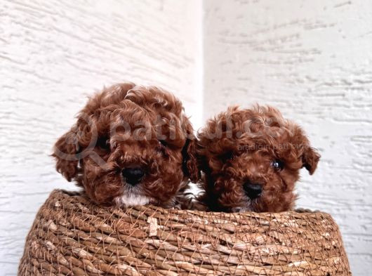 Toy Poodle Bebeklerim