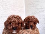 Toy Poodle Bebeklerim