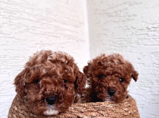 Toy Poodle Bebeklerim görsel