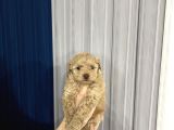 Toy Poodle Yavrular Yuva Arıyor