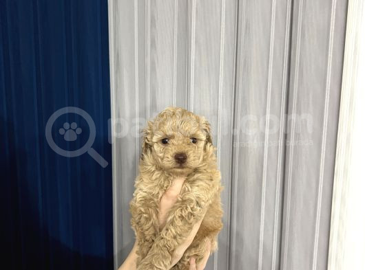 Toy Poodle Yavrular Yuva Arıyor görsel