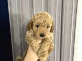 Toy Poodle Yavrular Yuva Arıyor