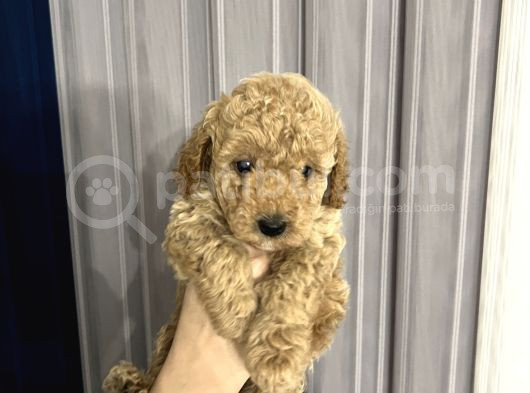 Toy Poodle Yavrular Yuva Arıyor görsel