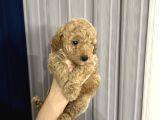 Toy Poodle Yavrular Yuva Arıyor