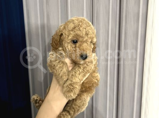 Toy Poodle Yavrular Yuva Arıyor görsel