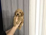 Toy poodle yavrular yuva arıyor