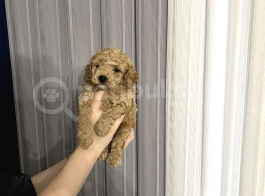 Toy Poodle Yavrular Yuva Arıyor