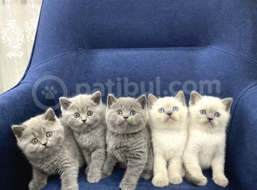 British Bluepoint  Ve Gri Yavrularımızı Sahiplendiriyoruz