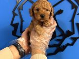 IRKININ EN İYİSİ TOY POODLE BEBEKLER