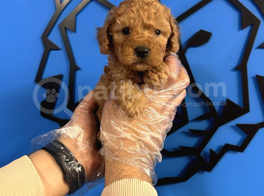 Irkinin En İyi̇si̇ Toy Poodle Bebekler