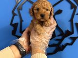 Irkinin En İyi̇si̇ Toy Poodle Bebekler