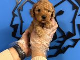 Irkinin En İyi̇si̇ Toy Poodle Bebekler