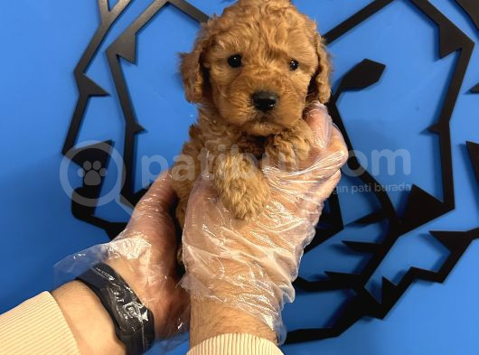 Irkinin En İyi̇si̇ Toy Poodle Bebekler görsel