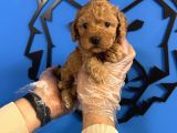 Irkinin En İyi̇si̇ Toy Poodle Bebekler