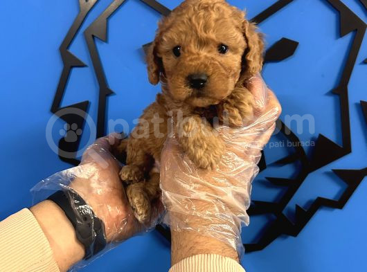Irkinin En İyi̇si̇ Toy Poodle Bebekler görsel