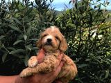 IRKININ SÜPER STARI A KALİTE TEACUP MALTİPOO BEBEKLER