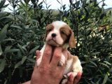Irkinin Süper Stari  A Kali̇te Ki̇ng Charles Bebekler