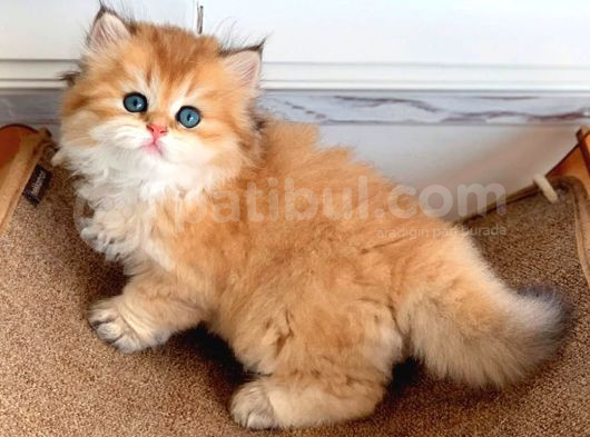 Minik Aslan Golden British Longhair yavrumuz
