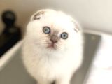 Yavru Gibi Blue Point Scottish Fold Shorthair Yavrumuz