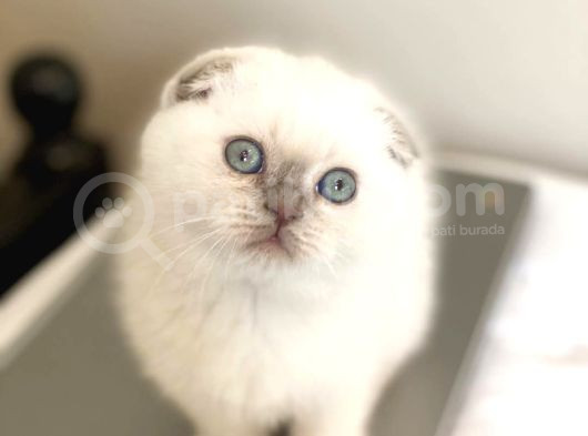 Yavru Gibi Blue Point Scottish Fold Shorthair Yavrumuz görsel