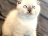 Yavru Gibi Blue Point Scottish Fold Shorthair Yavrumuz