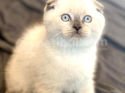 Yavru Gibi Blue Point Scottish Fold Shorthair Yavrumuz görsel