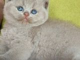 Şirin Lilac British Shorthair Yavrumuz