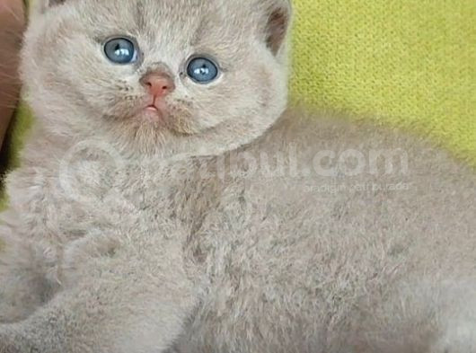 Şirin Lilac British Shorthair Yavrumuz görsel
