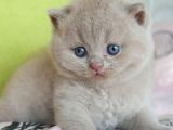 Şirin Lilac British Shorthair Yavrumuz