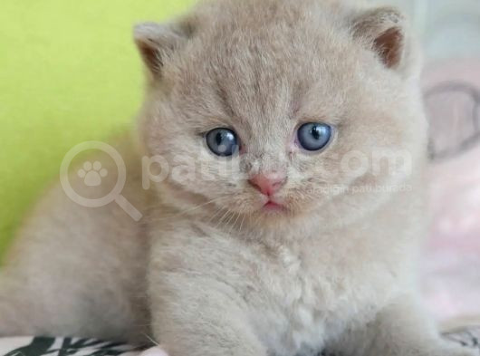 Şirin Lilac British Shorthair Yavrumuz görsel