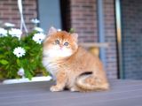 Işıltılı Golden British Longhair Yavrumuz