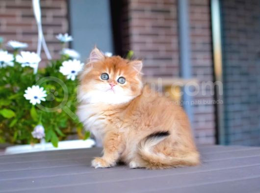 Işıltılı Golden British Longhair Yavrumuz görsel
