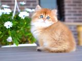Işıltılı Golden British Longhair Yavrumuz