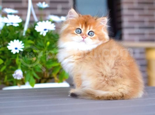 Işıltılı Golden British Longhair Yavrumuz görsel
