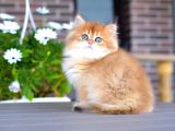 Işıltılı Golden British Longhair Yavrumuz