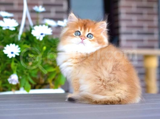 Işıltılı Golden British Longhair Yavrumuz görsel