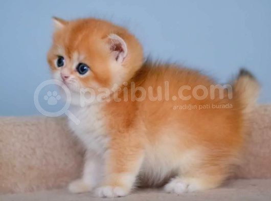 Şampiyon Golden British Shorthair Yavrumuz görsel