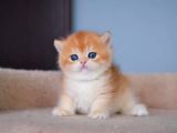 Şampiyon Golden British Shorthair Yavrumuz