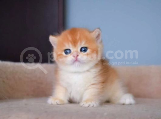 Şampiyon Golden British Shorthair Yavrumuz görsel