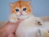 Şampiyon Golden British Shorthair Yavrumuz