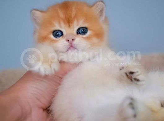 Şampiyon Golden British Shorthair Yavrumuz görsel