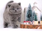 Vazgeçilmez Gri British Shorthair yavrumuz