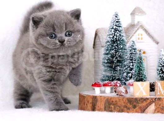 Vazgeçilmez Gri British Shorthair yavrumuz