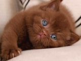 Minik Mocha Chocolate British Shorthair