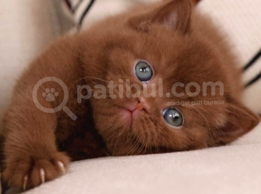 Minik Mocha Chocolate British Shorthair görsel