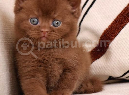 Minik Mocha Chocolate British Shorthair görsel