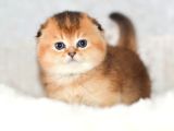 Altın Bakışlı Golden Scottish Fold Shorthair Ny12