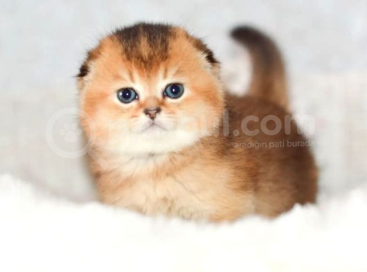 Altın Bakışlı Golden Scottish Fold Shorthair Ny12 görsel